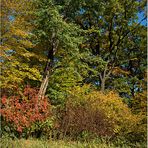 Im Schloßpark Branitz