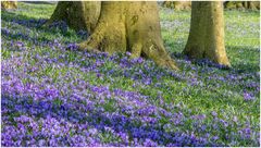im Schlosspark Husum