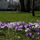 Im Schlosspark Karlsruhe