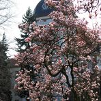 Im Schlosspark sprießen die Bäume