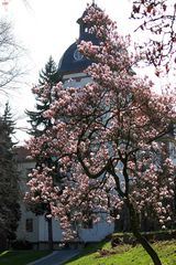 Im Schlosspark sprießen die Bäume