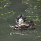 Im Schloßpark von Fulda 2