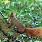 im Schlosspark Wolfsburg