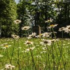 Im Schloßparkblumenmeer