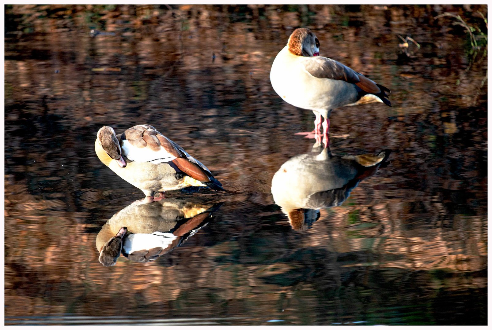 Im Schlossweiher 