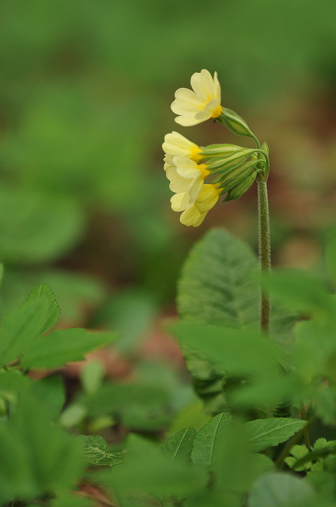 Im Schlüsselblumen – Wald