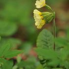 Im Schlüsselblumen – Wald