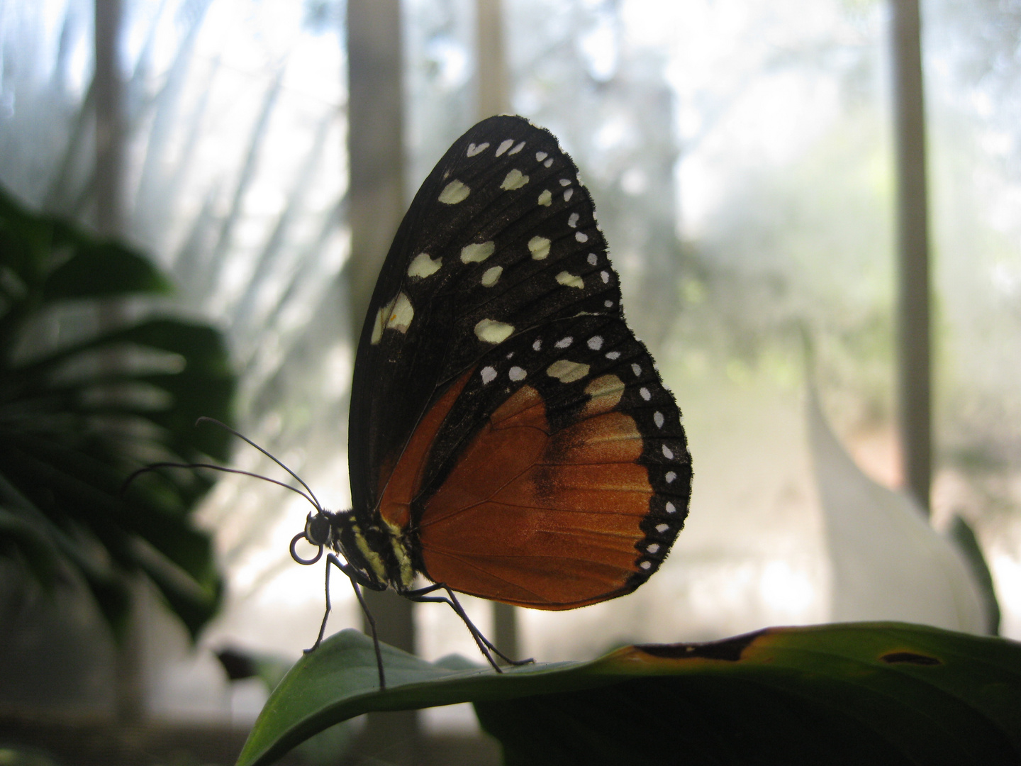 im Schmettelings Haus (Insel Mainau)