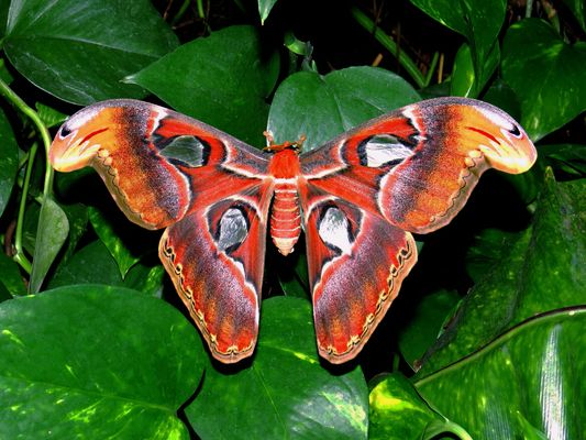 Im Schmetterlings-Haus auf Insel Mainau