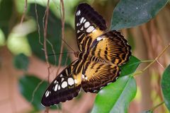 Im Schmetterlings-park Alaris (2)
