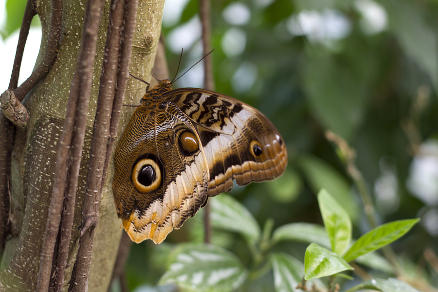 im Schmetterlingsgarten 03