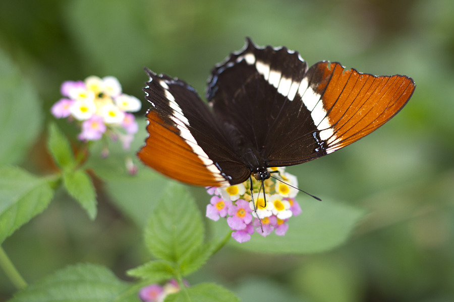 im Schmetterlingsgarten 04