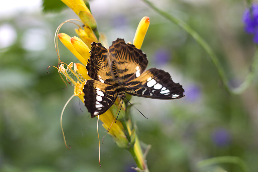 im Schmetterlingsgarten 07