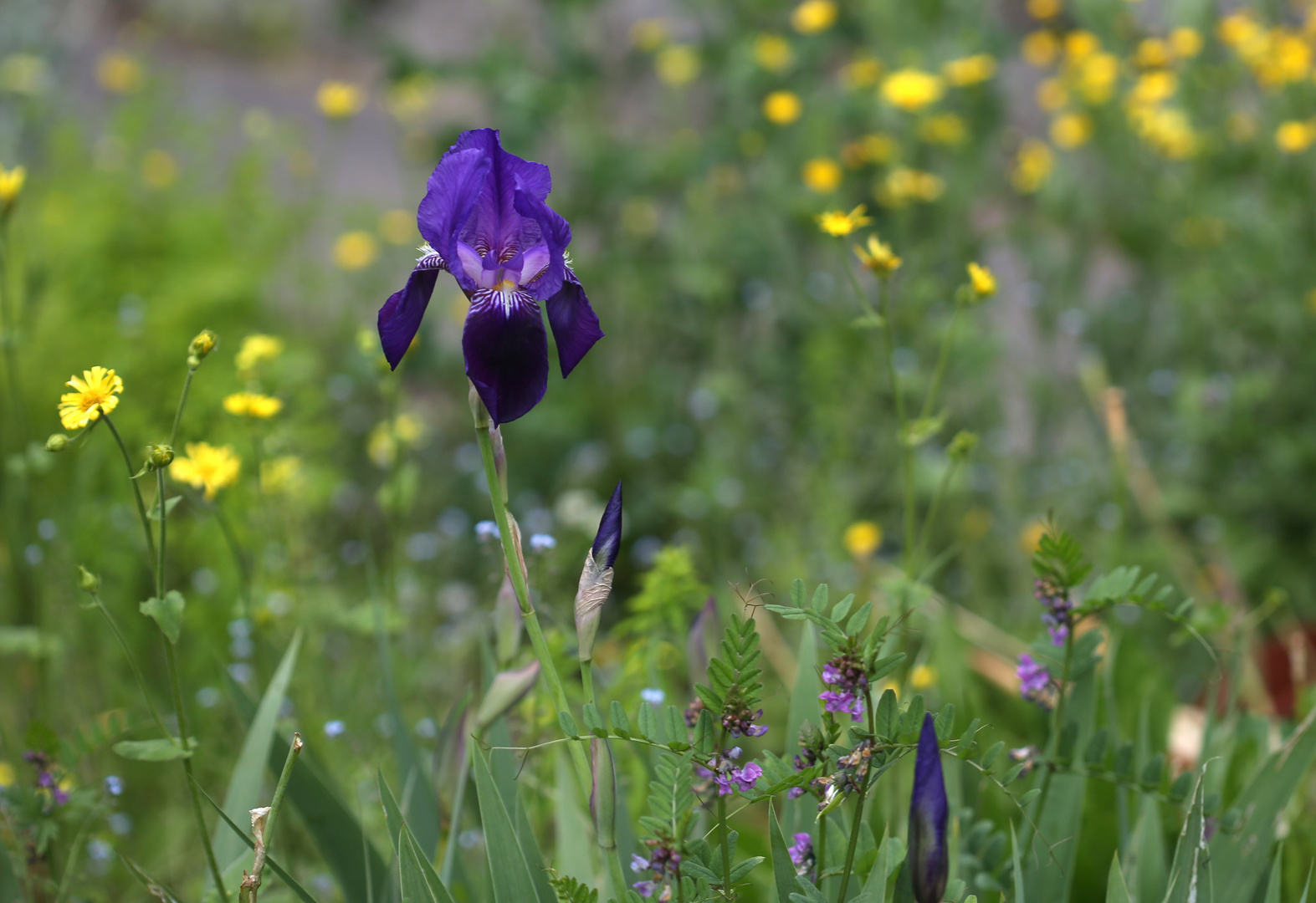 Im SchmetterlingsGarten