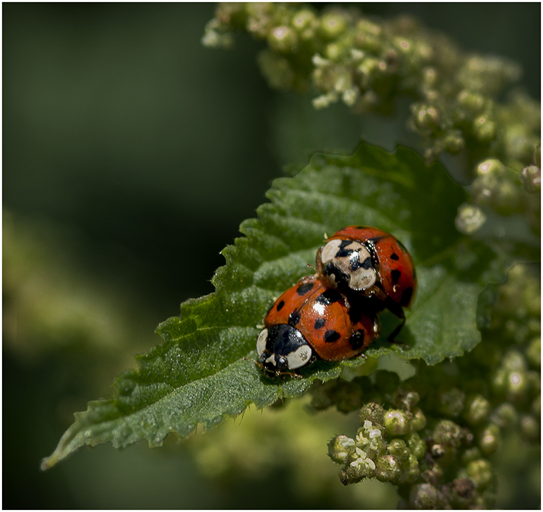 Im Schmetterlingsgarten,...