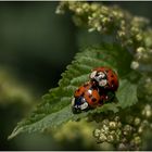 Im Schmetterlingsgarten,...