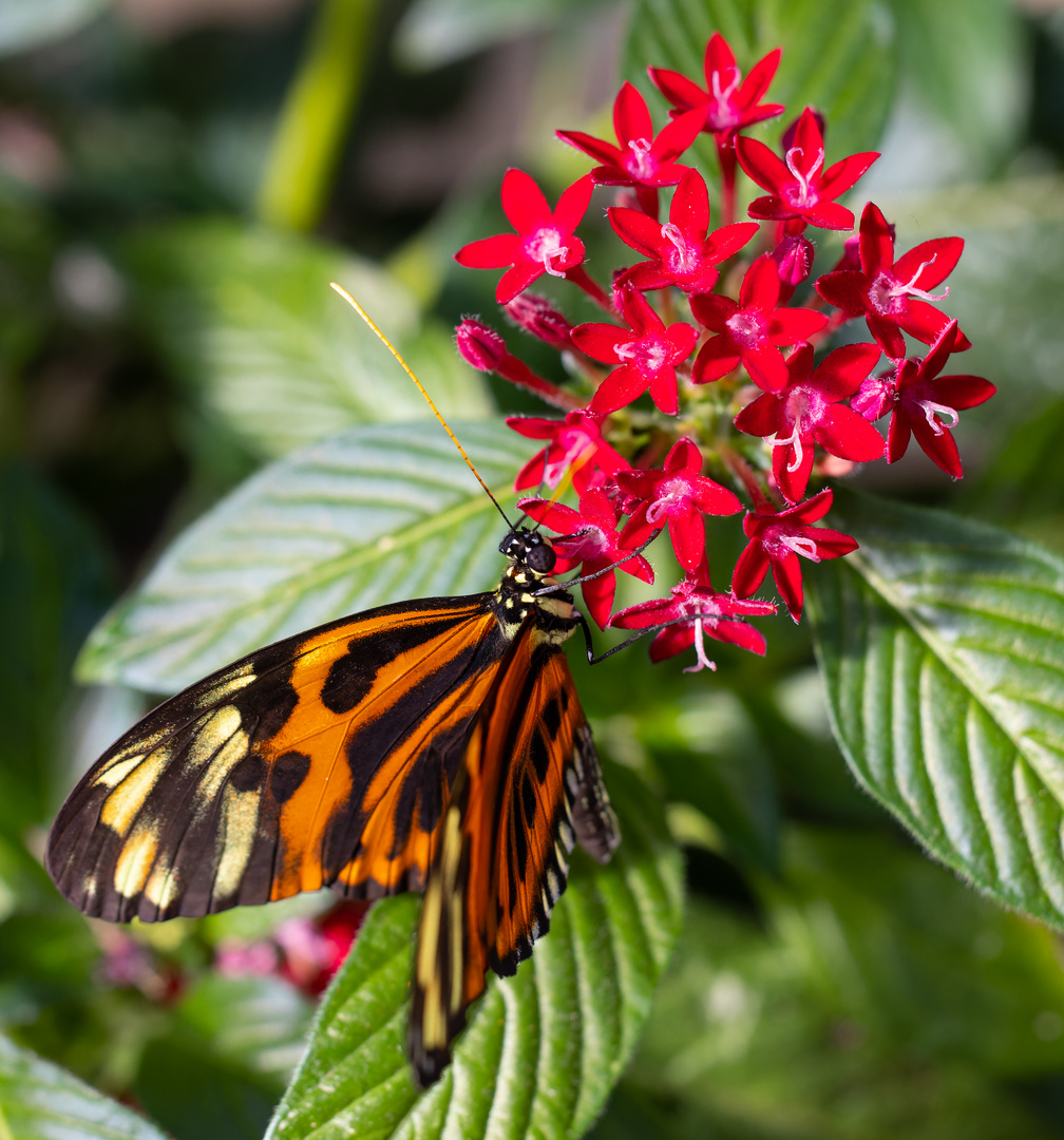 Im Schmetterlingsgarten erheblich einfacher als in der Natur