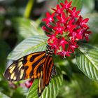 Im Schmetterlingsgarten erheblich einfacher als in der Natur