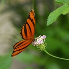 Im Schmetterlingsgarten - Schloß Sayn