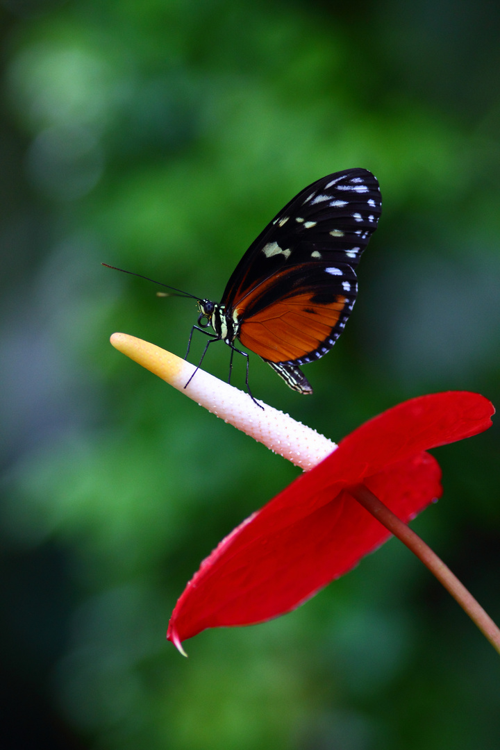Im Schmetterlingshaus der Insel Mainau