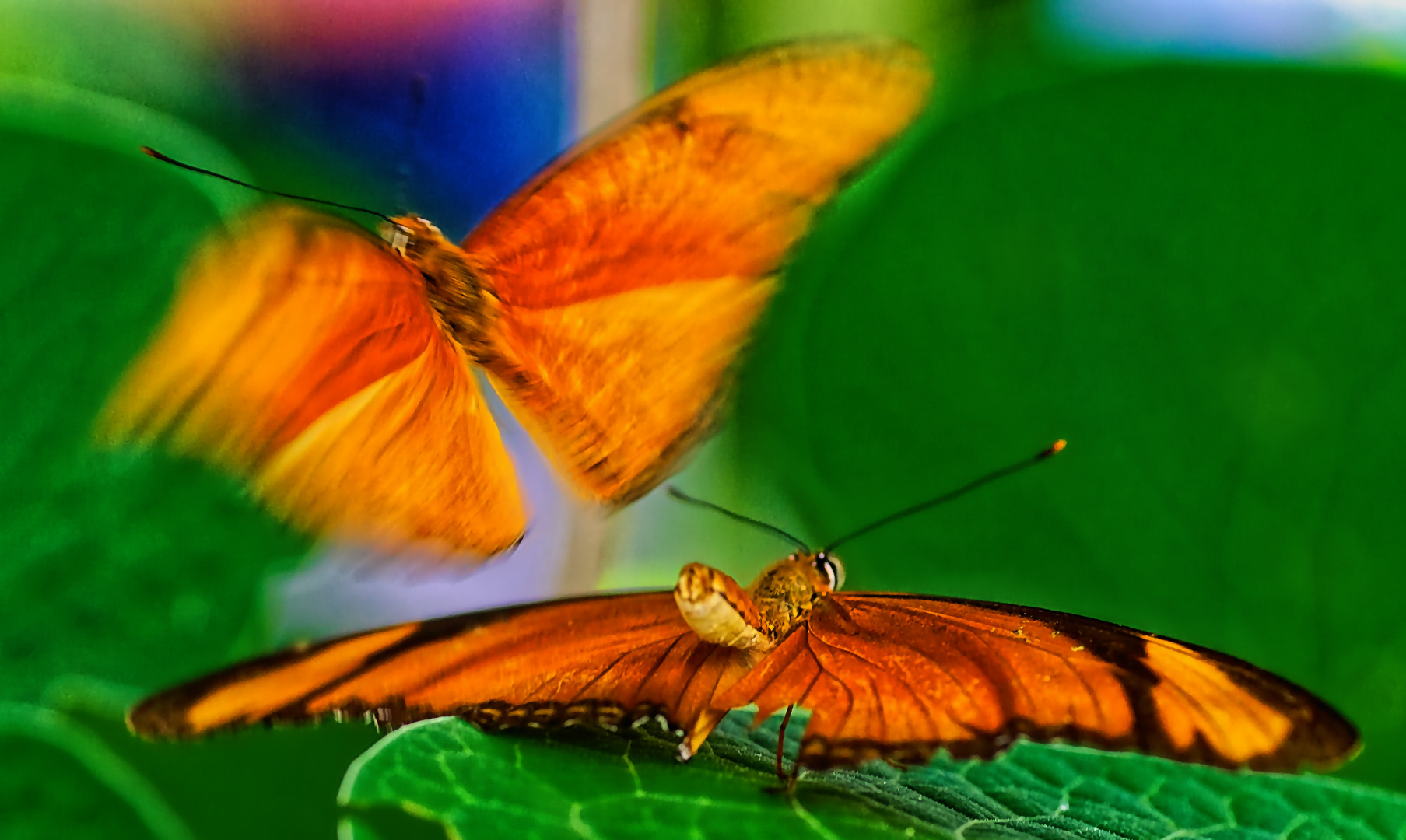 im Schmetterlingshaus Foto & Bild makro, zoo, insekten Bilder auf