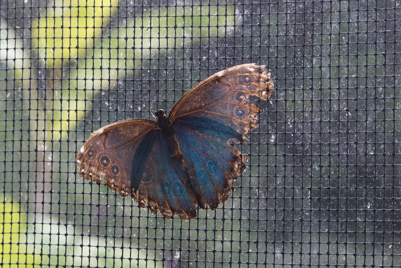 im Schmetterlingshaus im Palmengarten (Ffm)