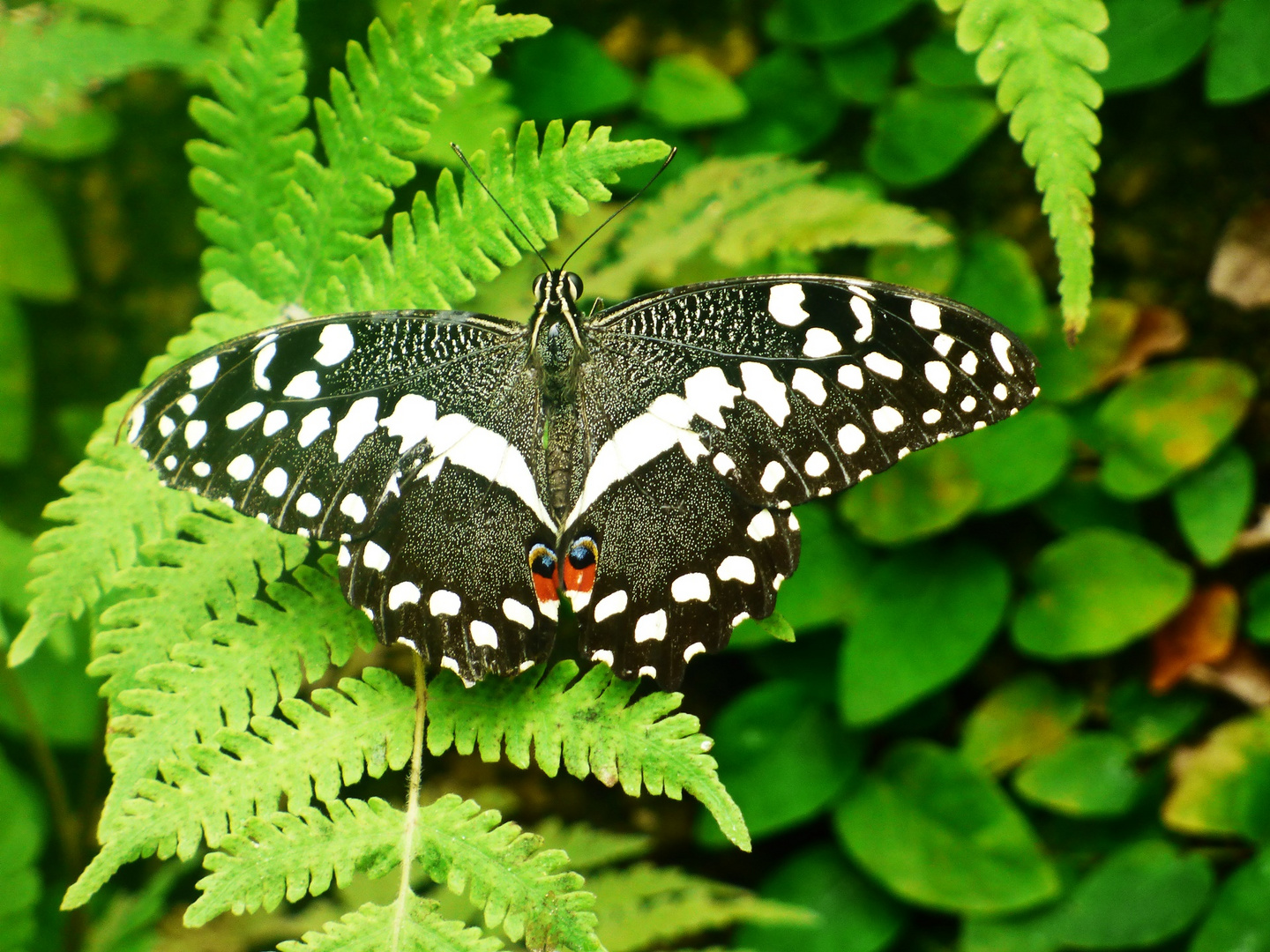 Im Schmetterlingspark Uslar (2)