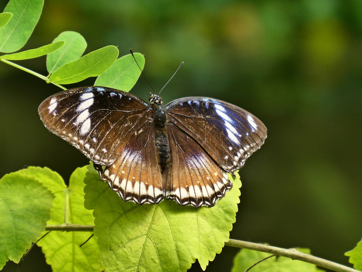 Im Schmetterlingspark Uslar