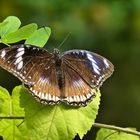 Im Schmetterlingspark Uslar