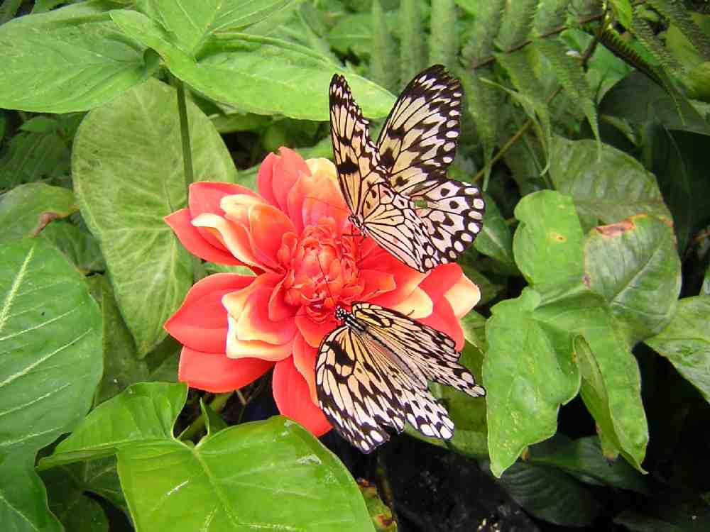 im Schmetterlingspark von Uslar