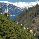 Im Schnalstal am Meraner Höhenweg