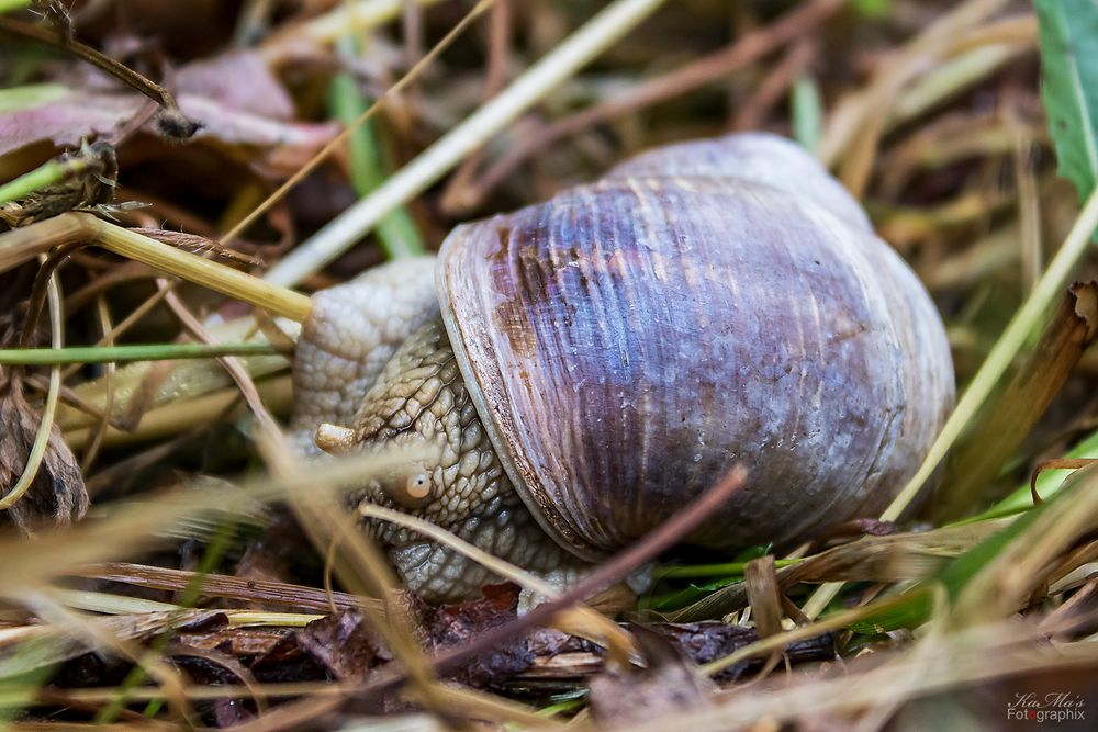 Im Schnecken-Tempo