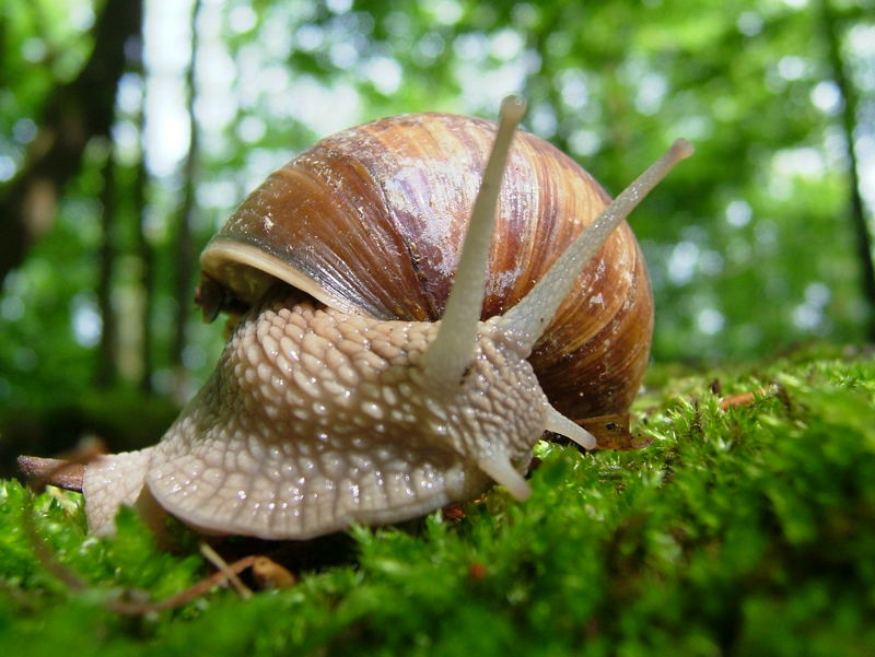 Im Schneckentempo durch den Wald