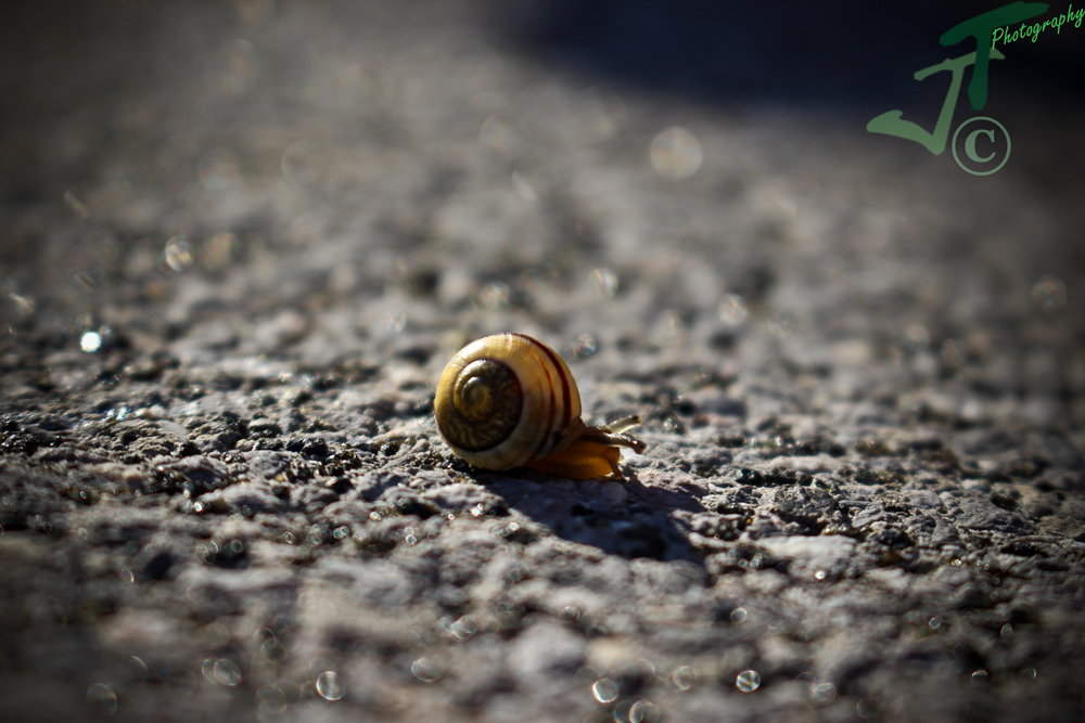 Im Schneckentempo ins Wochenende