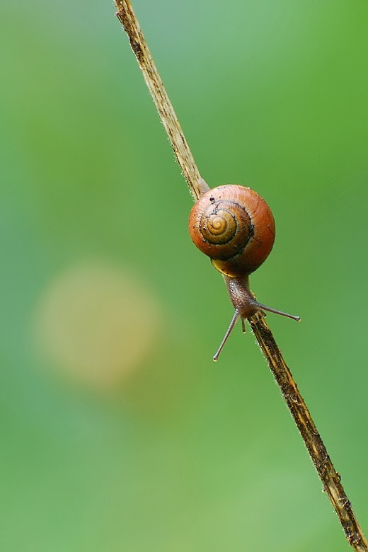 Im Schneckentempo nach unten