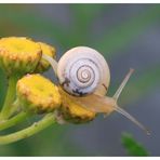 Im Schneckentempo zum Ziel