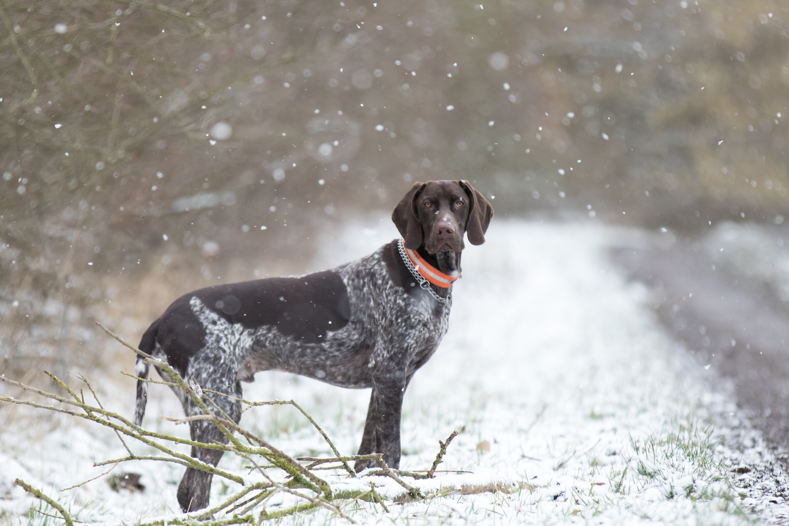 im Schnee