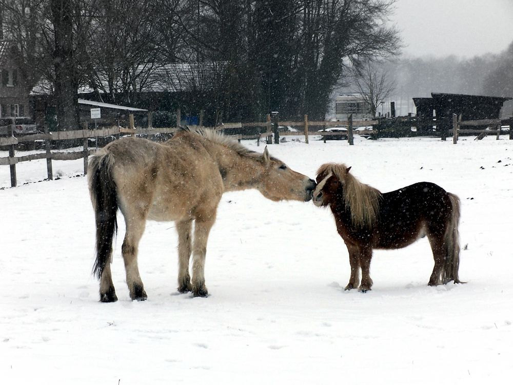 im Schnee