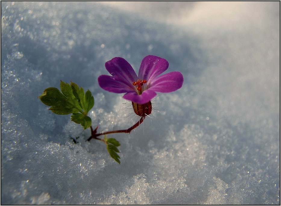 im Schnee