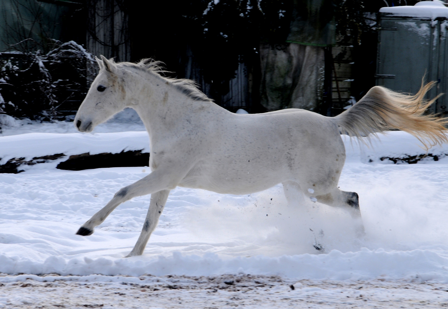 Im Schnee