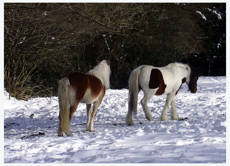 Im Schnee