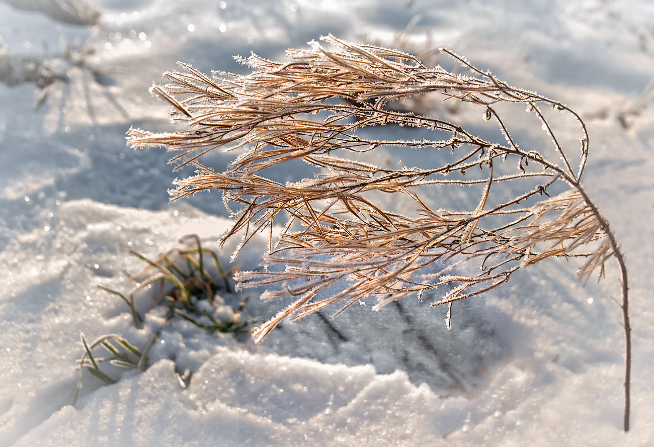 Im Schnee 