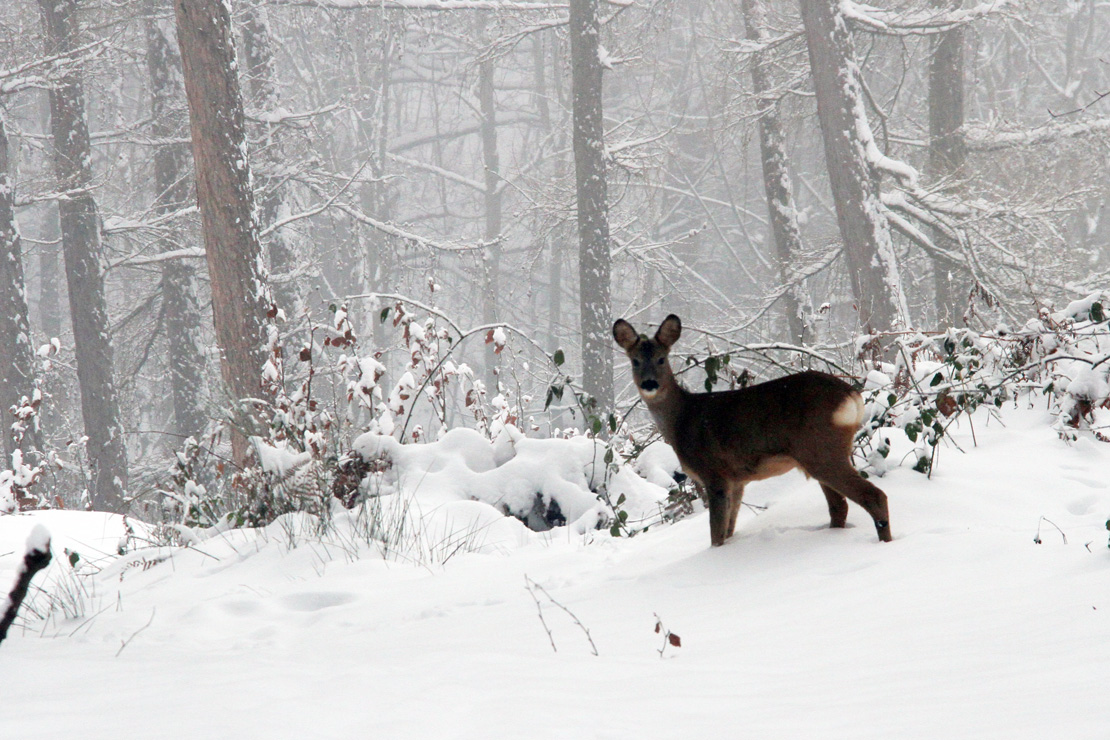 Im Schnee...