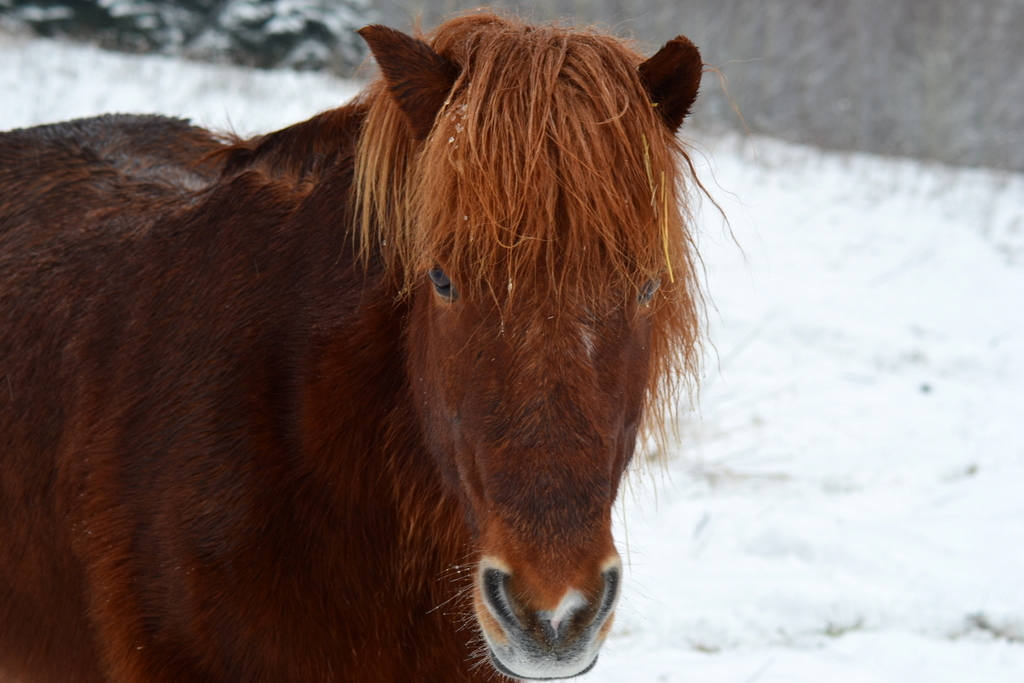 Im Schnee..