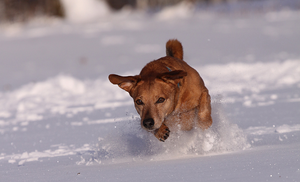 Im Schnee auf Ballsuche