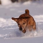 Im Schnee auf Ballsuche