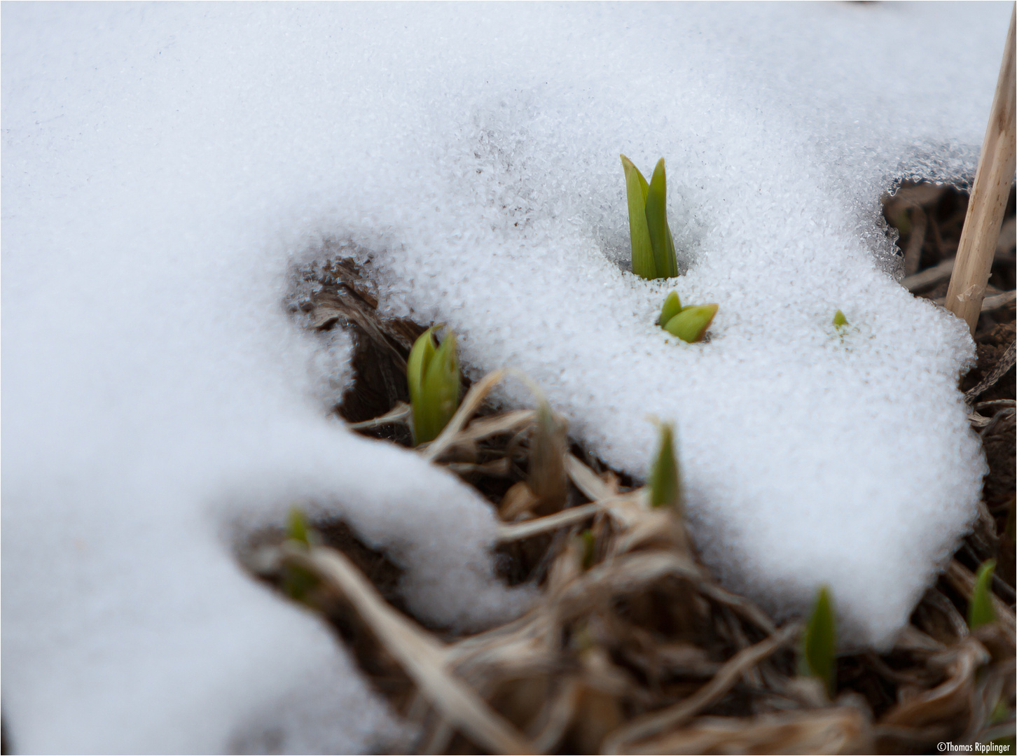 Im Schnee...