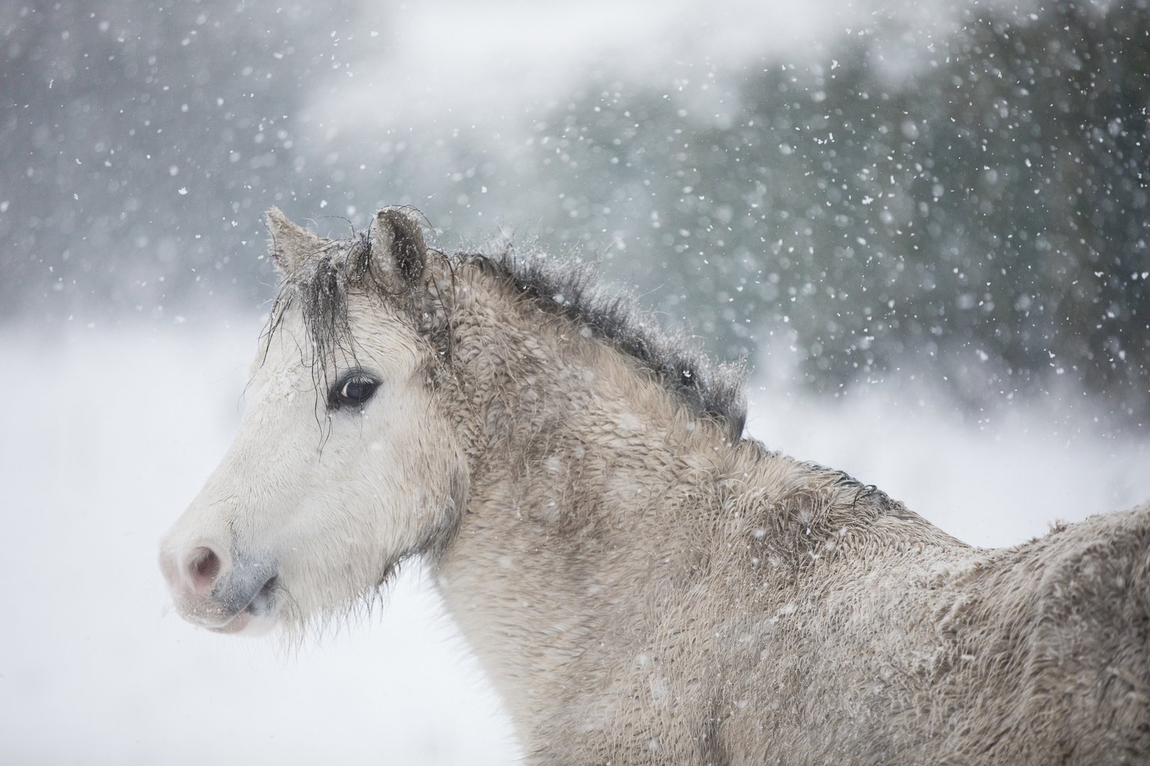 im Schnee