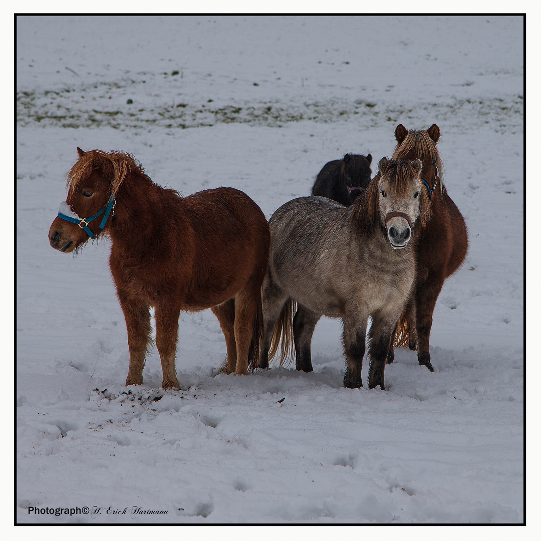 Im Schnee