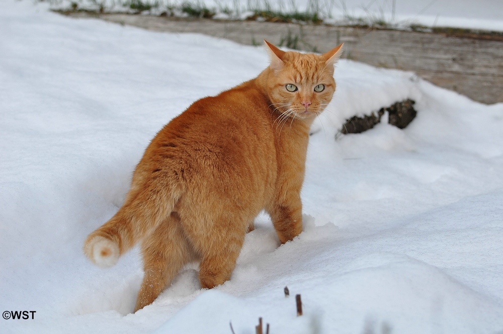 Im Schnee da ist es schee